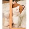 Peluche Chat allongee - Les P'tits Relax - 30 cm- HO3325-7.jpg